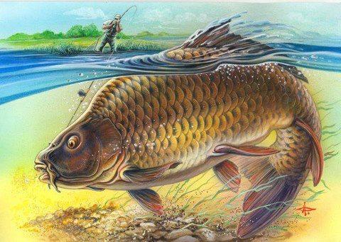 Diverse pescuit - 270861455596914495719156164517n.jpg